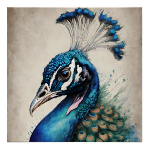 Peacock no 6 Glossy Poster