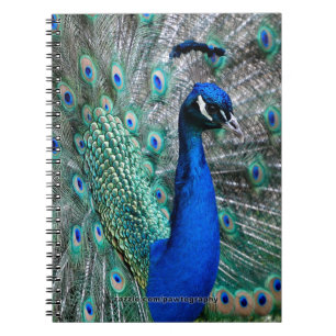 Peacock Notebook