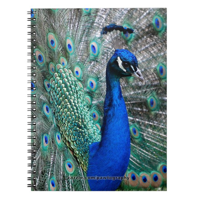 Peacock Notebook (Front)