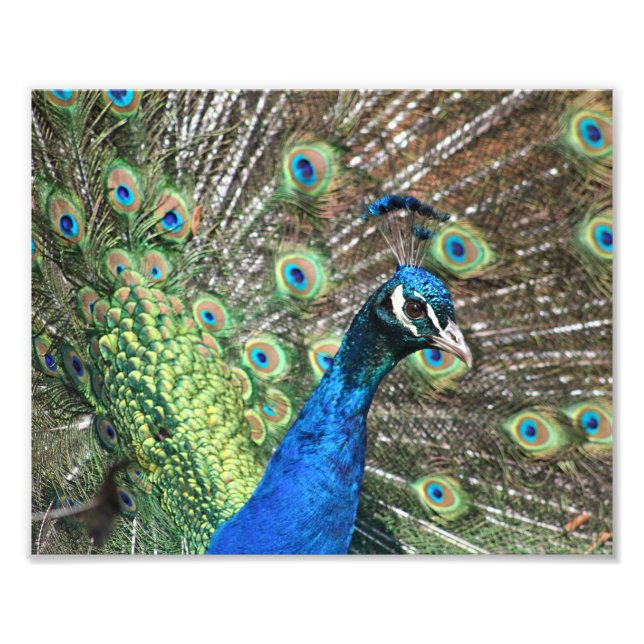 Peacock of Many Colours Photo Print (Front)