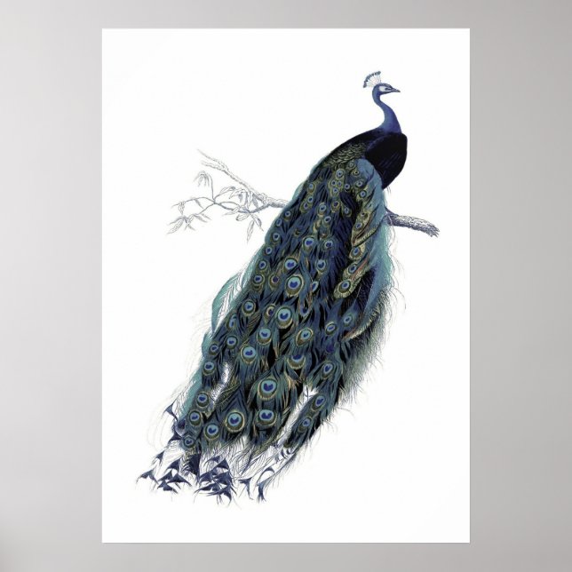 Peacock on a branch - Vintage Illustration Poster (Front)