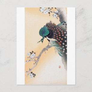 Peacock on a Cherry Blossom Tree, Ohara Koson Postcard