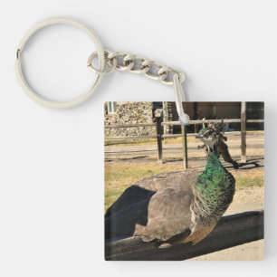 Peacock on a Fence, Idaho Key Ring