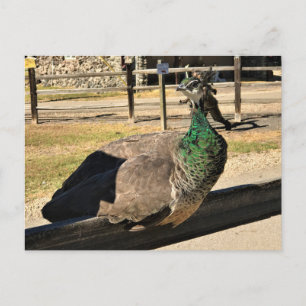 Peacock on a Fence, Idaho Postcard