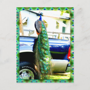 Peacock on a Pickup Postcard