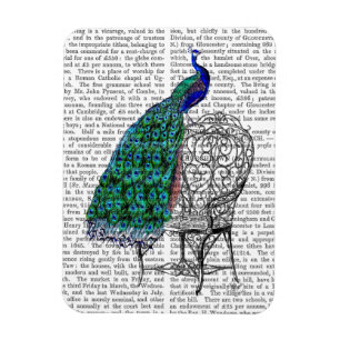 Peacock on Chair Magnet