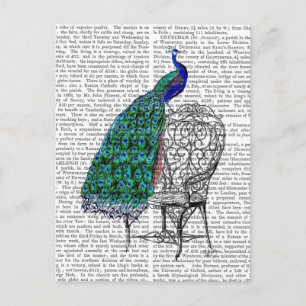 Peacock on Chair Postcard