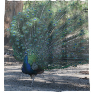 Peacock On Display Shower Curtain