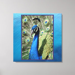 Peacock on Ocean Background Canvas Print