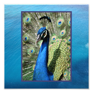 Peacock on Ocean Background Photo Print