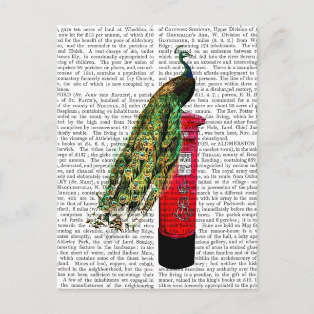 Peacock on Postbox Postcard (Front)