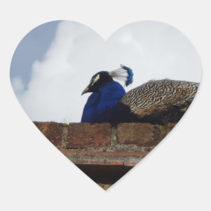 Peacock on the Wall Heart Sticker