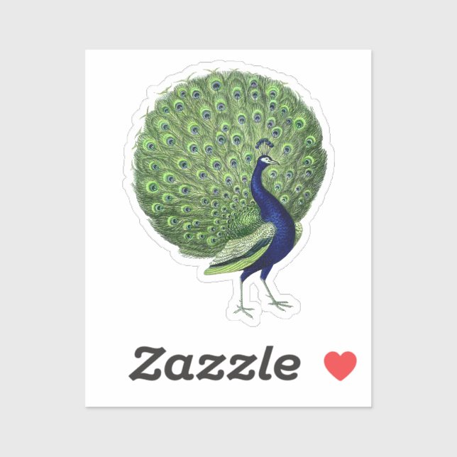 Peacock Open Fan (Sheet)