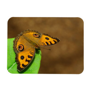 Peacock pansy  butterfly magnet
