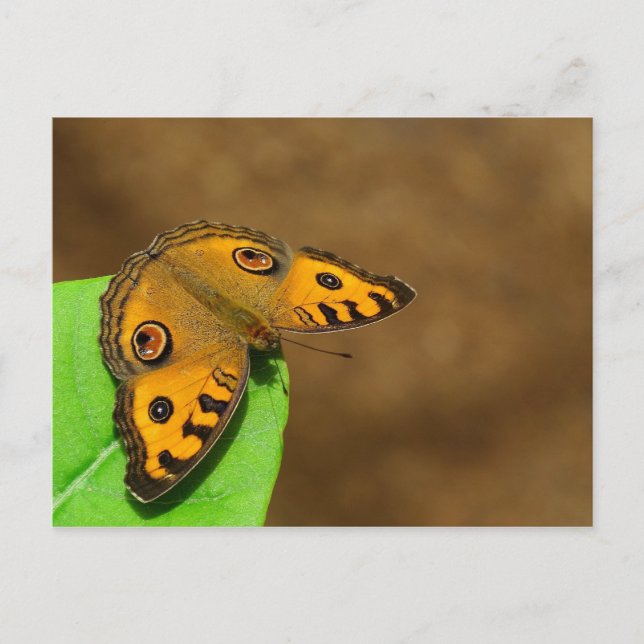Peacock Pansy Butterfly Postcard (Front)