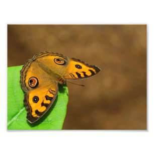 Peacock Pansy Photo Print