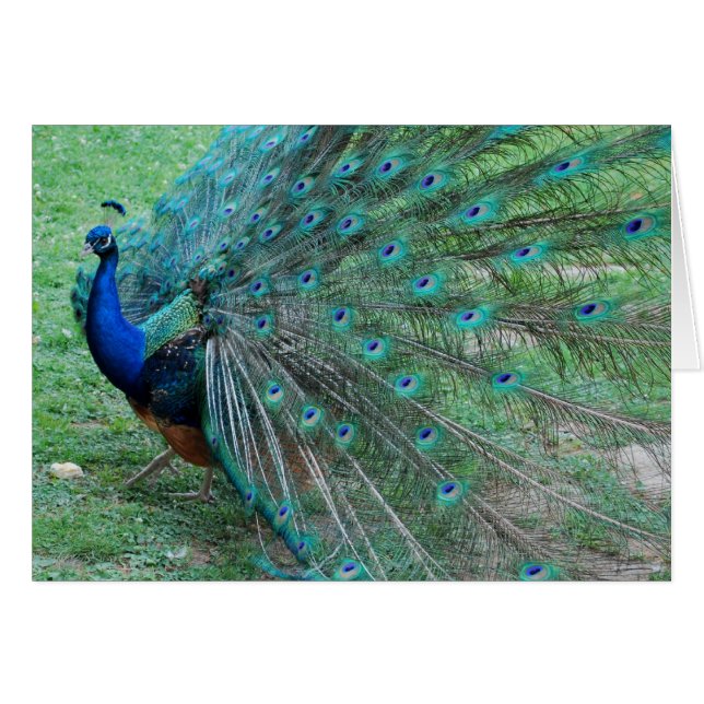 Peacock paradisiac bird (Front Horizontal)