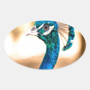 Peacock Pavo cristatus look forward to love Oval Sticker