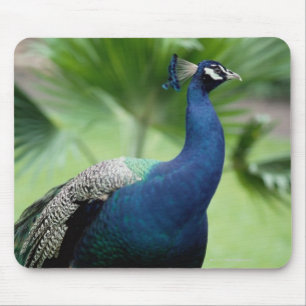 Peacock perched on rock mouse mat