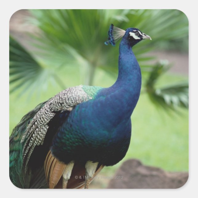 Peacock perched on rock square sticker (Front)