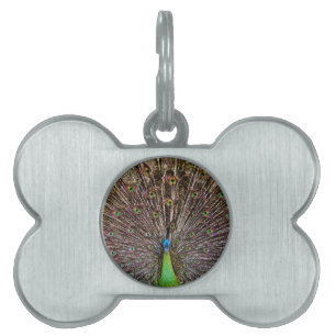 Peacock Pet Name Tag