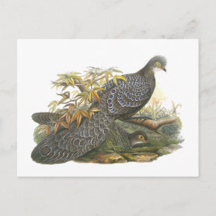 Peacock Pheasant Postcard