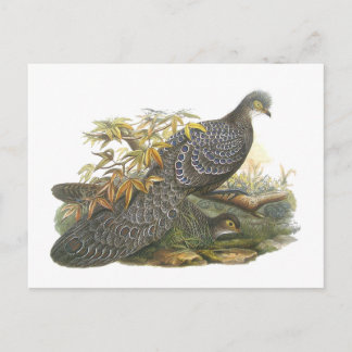 Peacock Pheasant Postcard