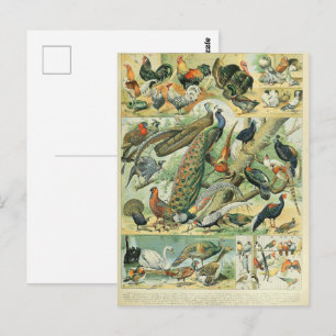 Peacock & Pheasant Vintage Wildlife Art Postcard