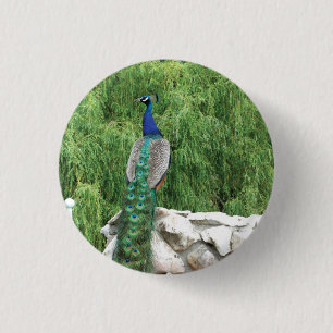 Peacock Photo Badge