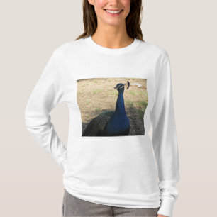 Peacock Photo Bright Blue Beautiful Bird T-Shirt