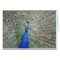 Peacock photo card