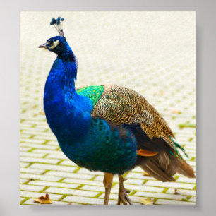 Peacock Photo Poster