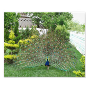 Peacock Photo Print