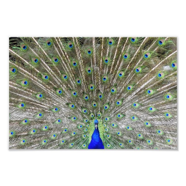 Peacock Photo Print (Front)