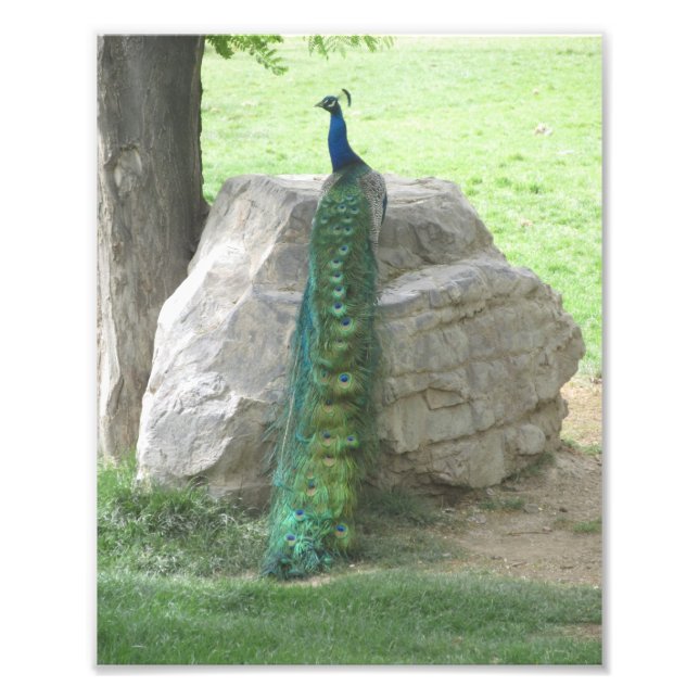 Peacock Photo Print (Front)