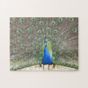 PEACOCK PHOTO PUZZLE
