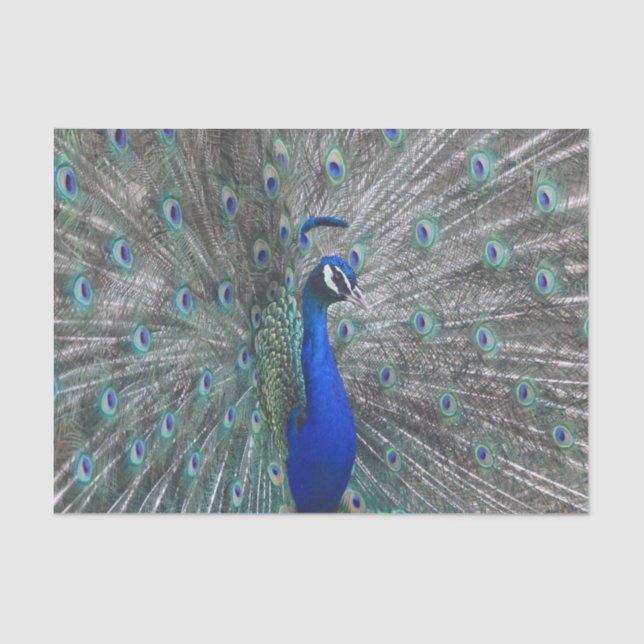 PEACOCK PHOTO TISSUE PAPER (Front)