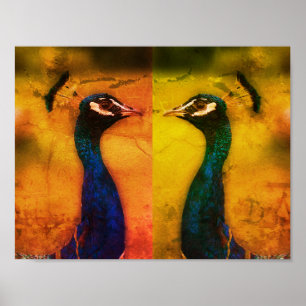 Peacock Photo  Value Poster Paper (Matte)