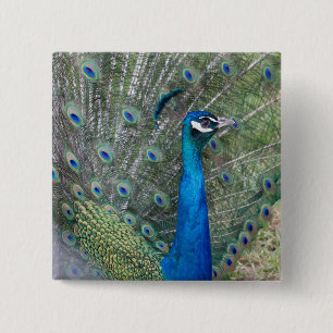 Peacock Photography 15 Cm Square Badge