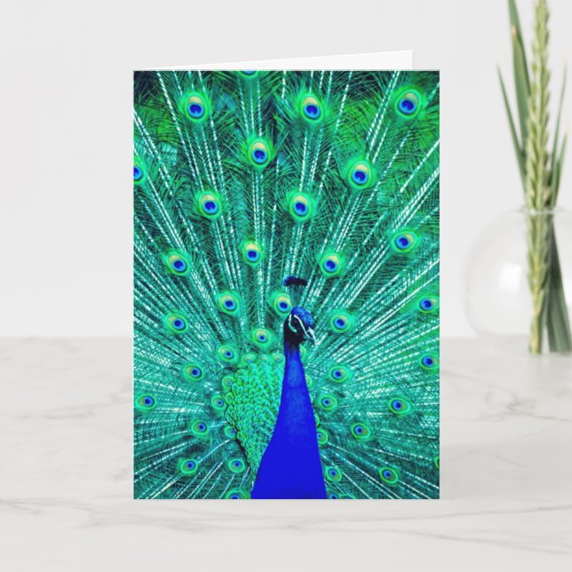 PEACOCK PHOTOGRAPHY BLANK GREETING CARD (Front)