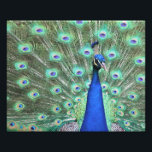Peacock photography photo print<br><div class="desc">High definition photography of a brilliant Peacock by Carolina Photo To Go LLC.  Visit Carolina Photo To Go Shop for other products.  Email carolinaphoto2go@aol.com with other ideas of products.</div>
