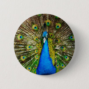Peacock Pin