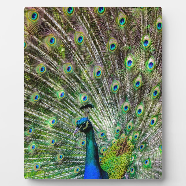 Peacock Plaque (Front)