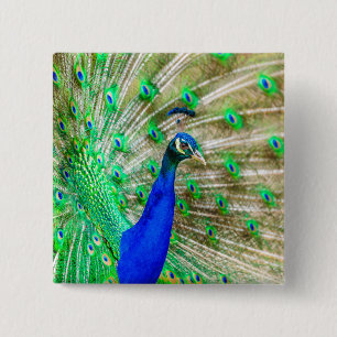Peacock Plumage 15 Cm Square Badge