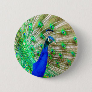 Peacock Plumage 6 Cm Round Badge