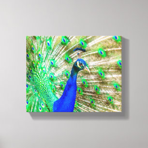 Peacock Plumage Canvas Print