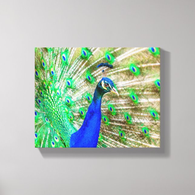 Peacock Plumage Canvas Print (Front)