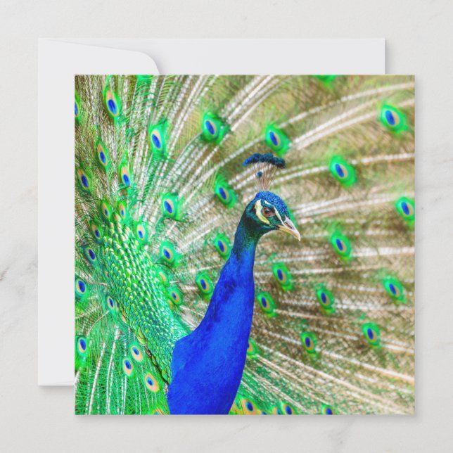 Peacock Plumage Card (Front)