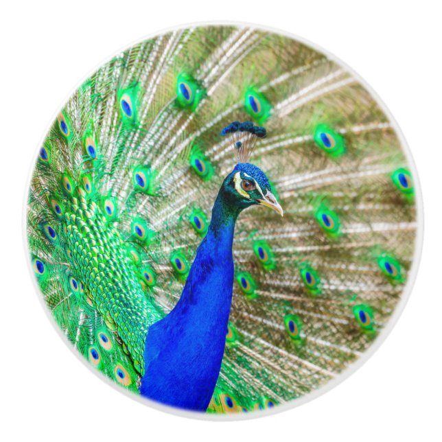 Peacock Plumage Ceramic Knob (Front)
