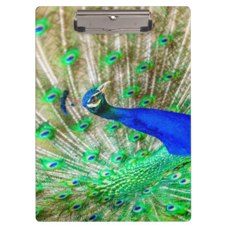 Peacock Plumage Clipboard